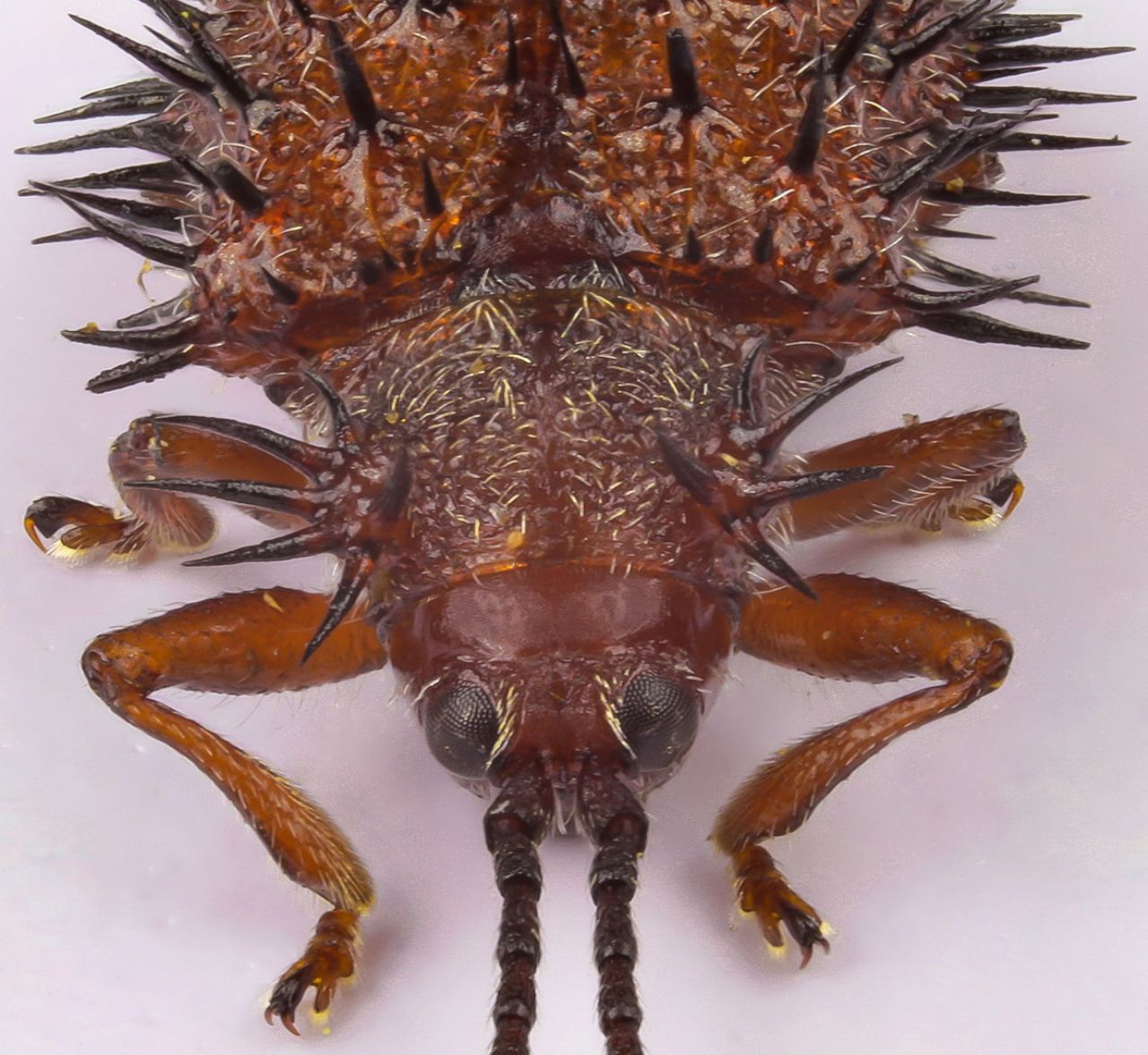 Chrysomelidae - Dicladispa testacea